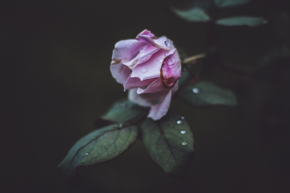 Selective Focus Photography of Pink Rose